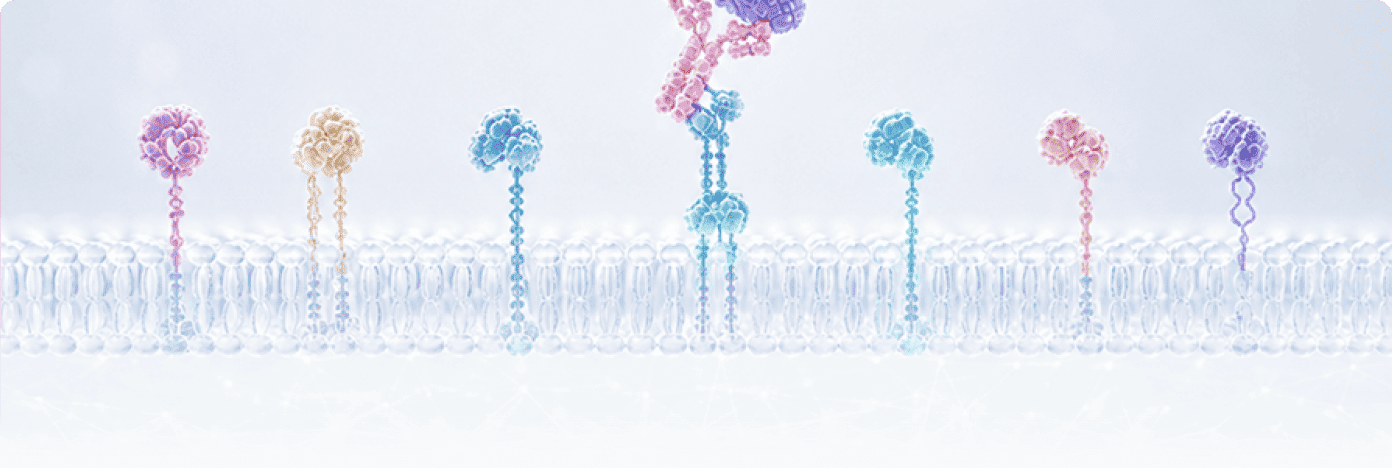 Fc Receptor Proteins